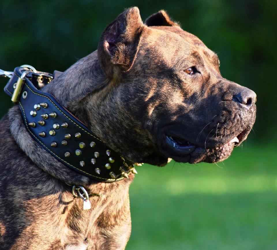 Bestia Crown Black Leather Dog Collar