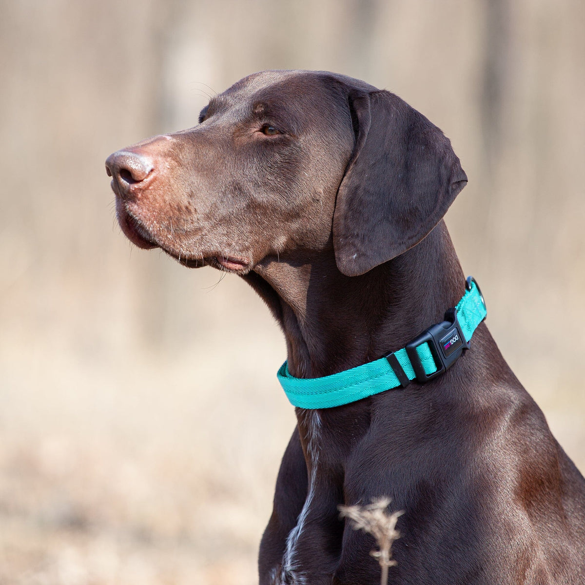Dogline Nylon Flat Dog Collar