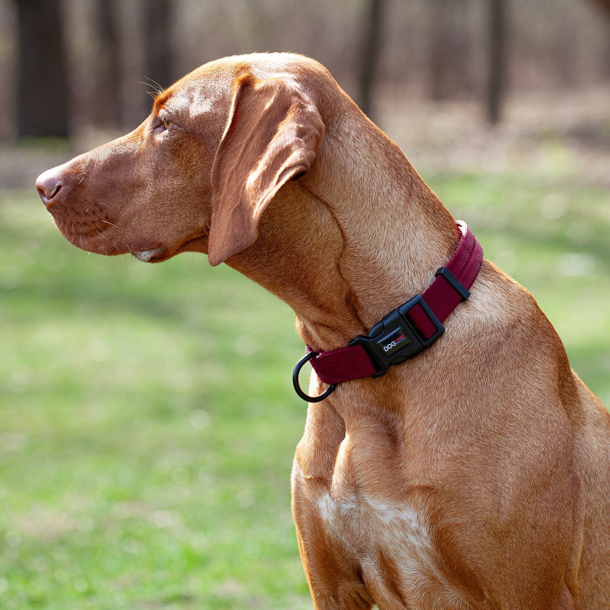 Dogline Nylon Flat Dog Collar