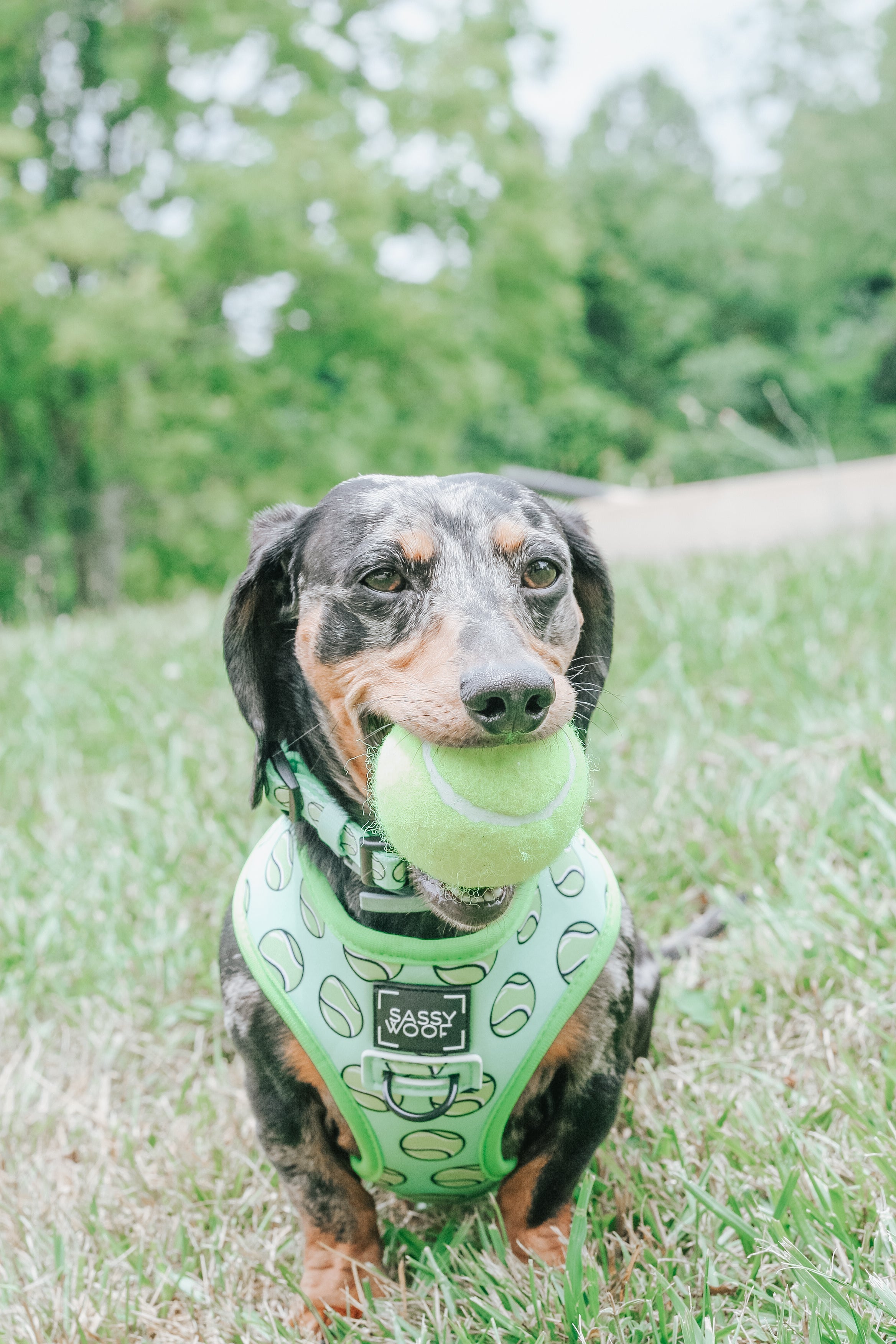 Dog Collar - Serving Up Sass