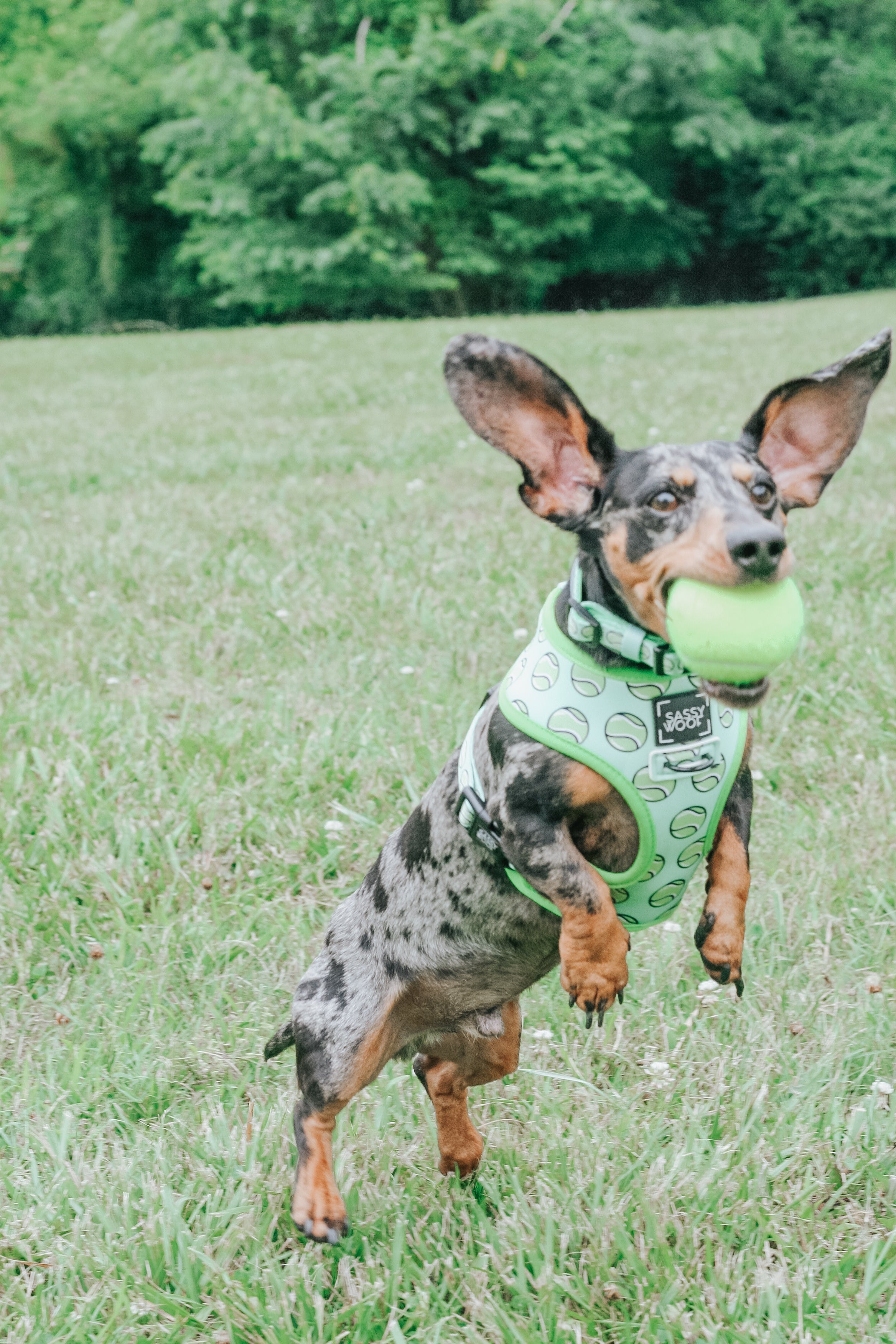 Dog Collar - Serving Up Sass