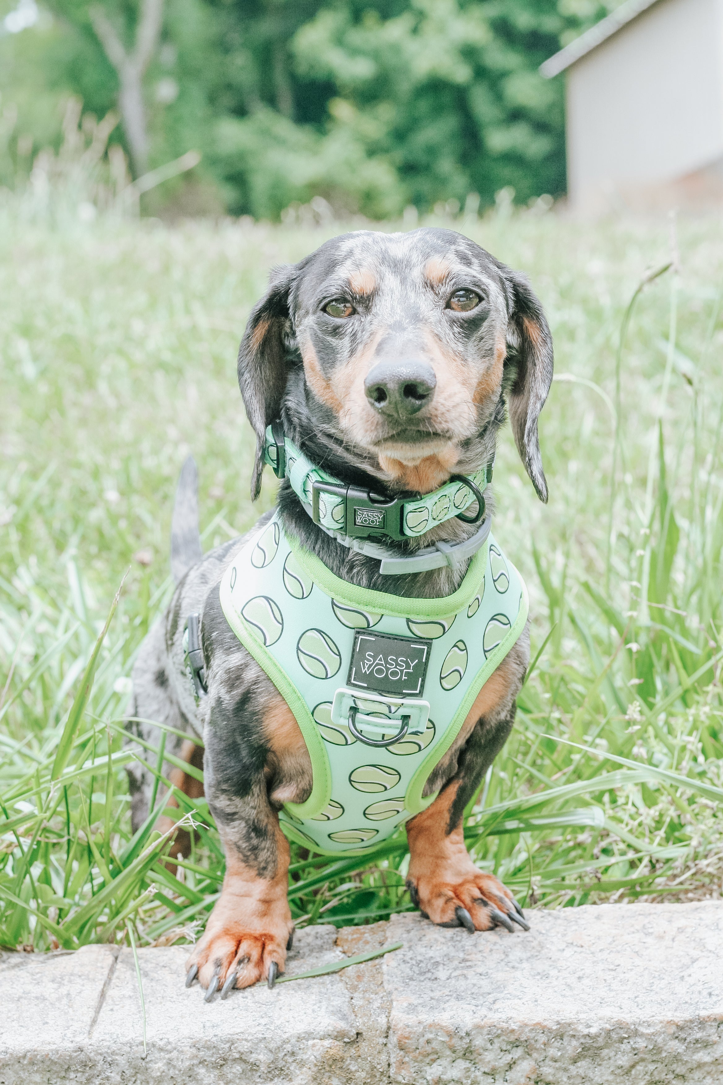 Dog Collar - Serving Up Sass