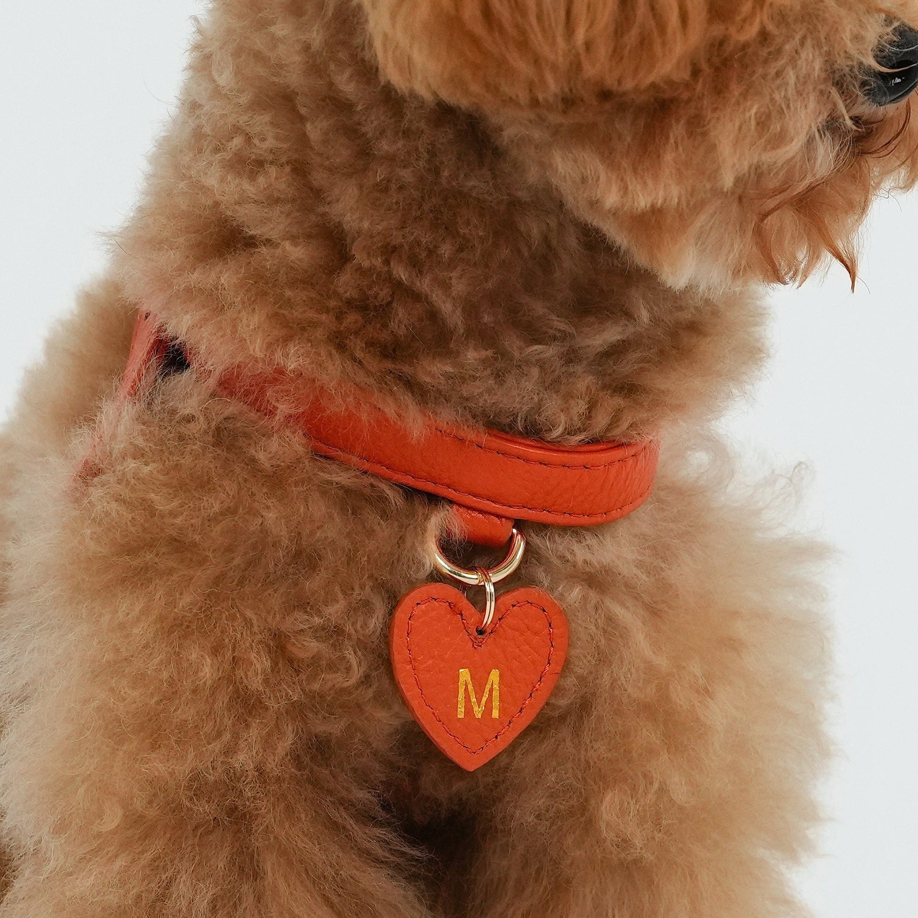 Dog Harness