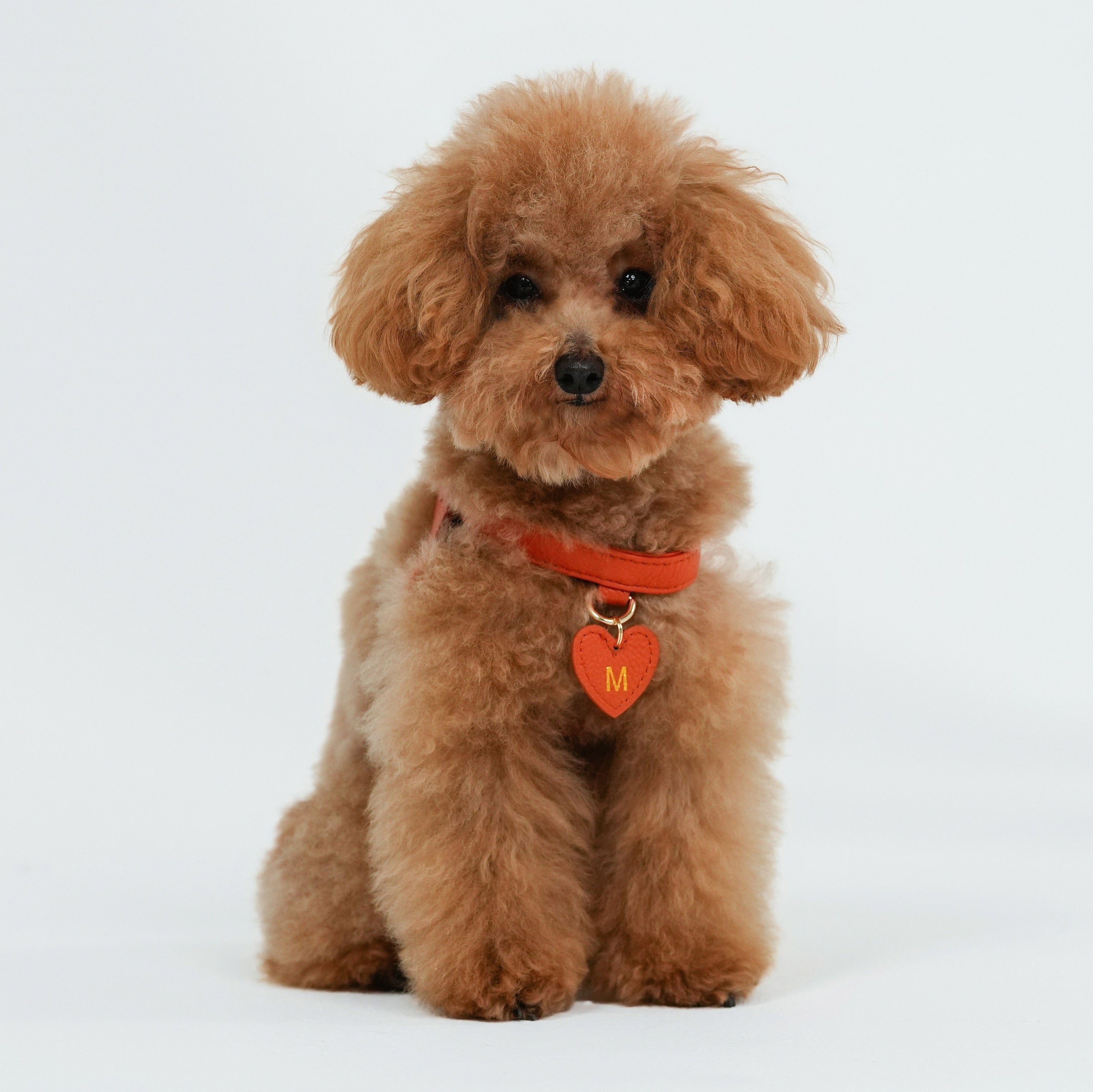 Dog Harness