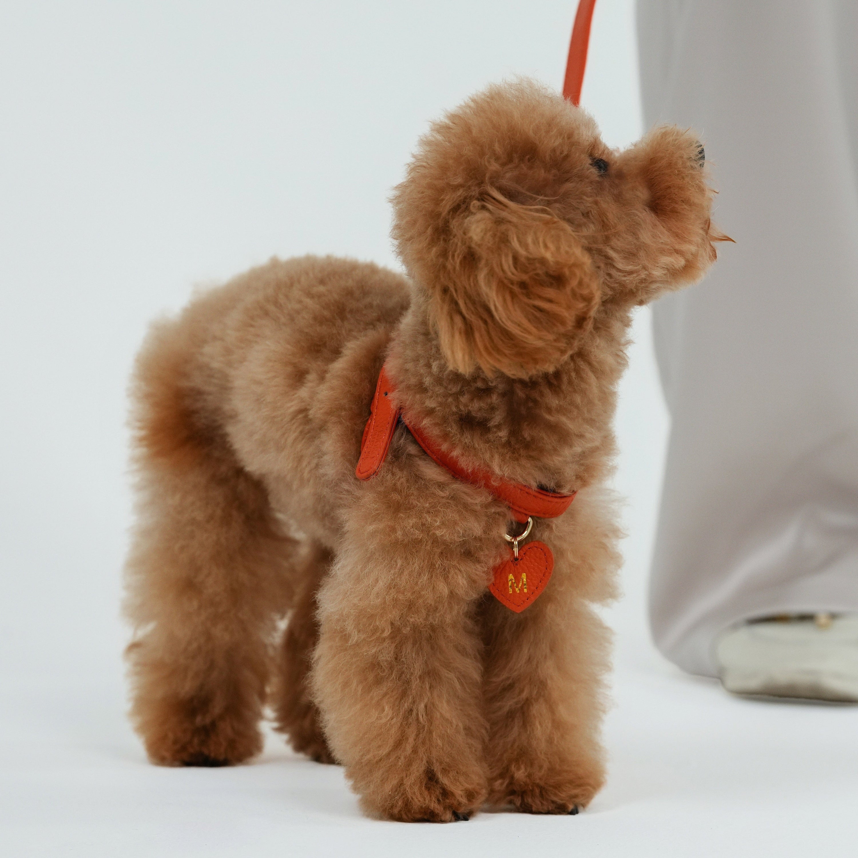 Dog Harness