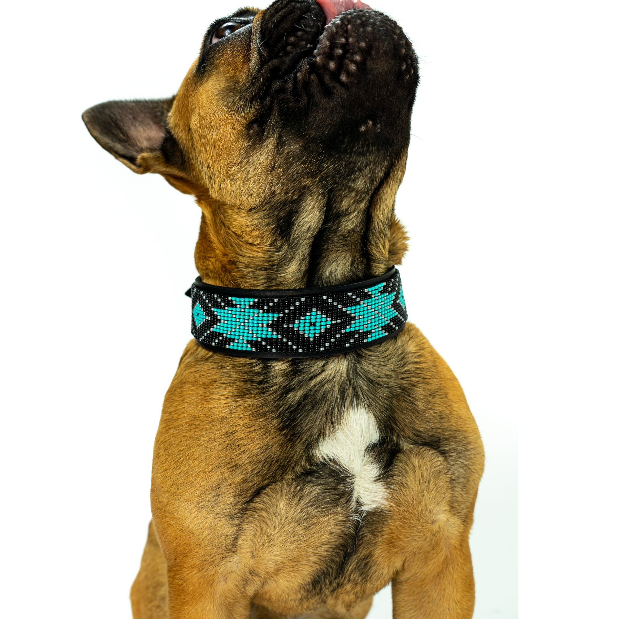 Saint Barth Sambboho dog collar (Deluxe Edition)