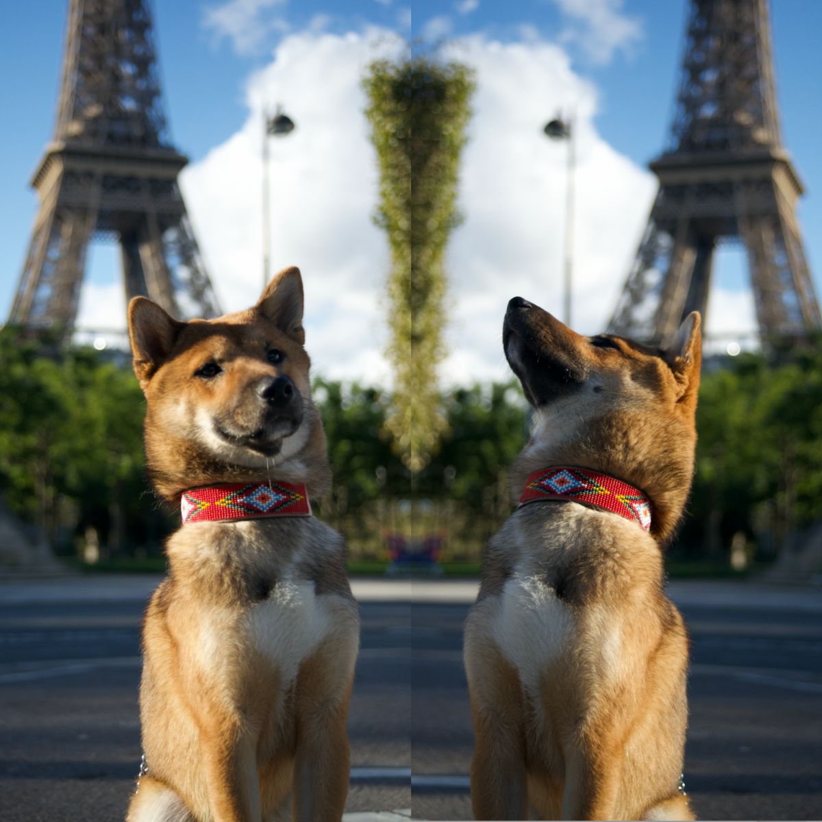Red Vogue Sambboho dog collar