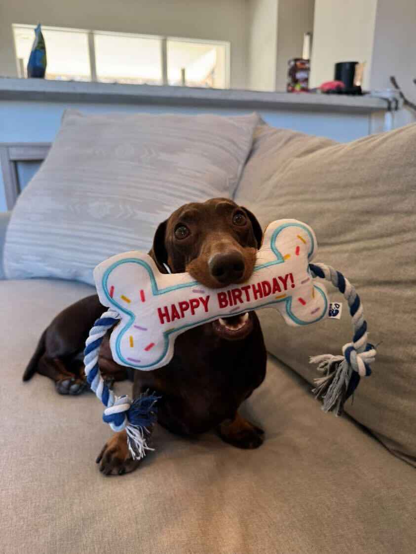 Pawty Birthday Bone Plush Dog Toy