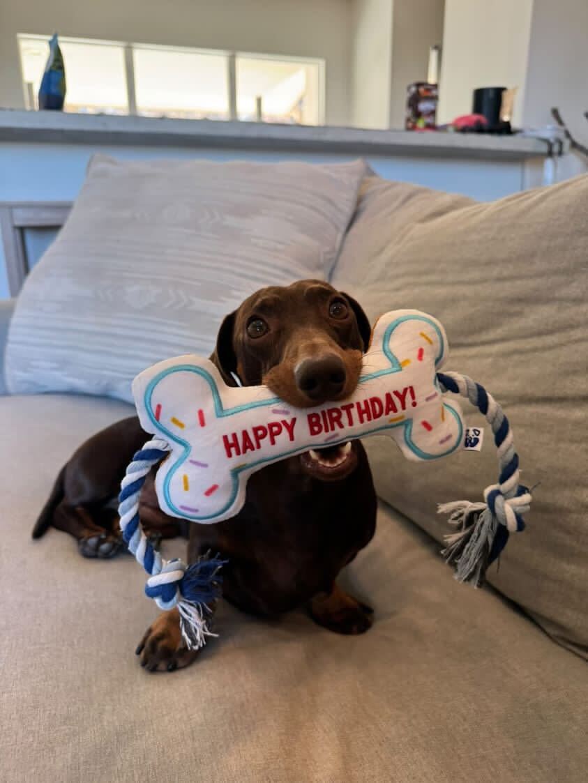 Premium Pet Essential: BIRTHDAY BONE