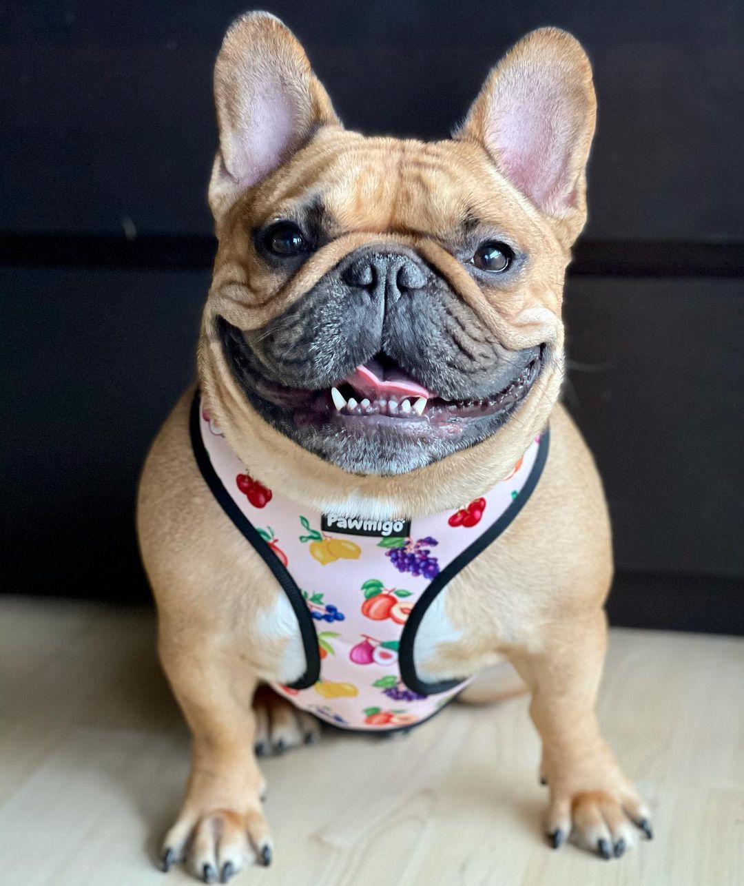 Frootie Patootie Reversible Harness