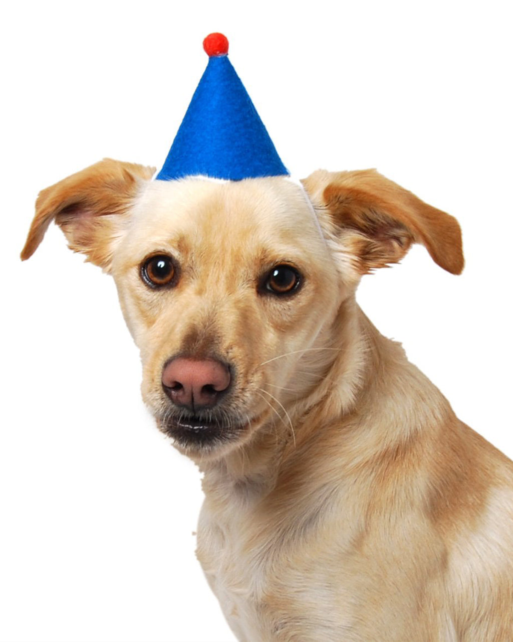 PAWTY HAT | HT Animal Supply