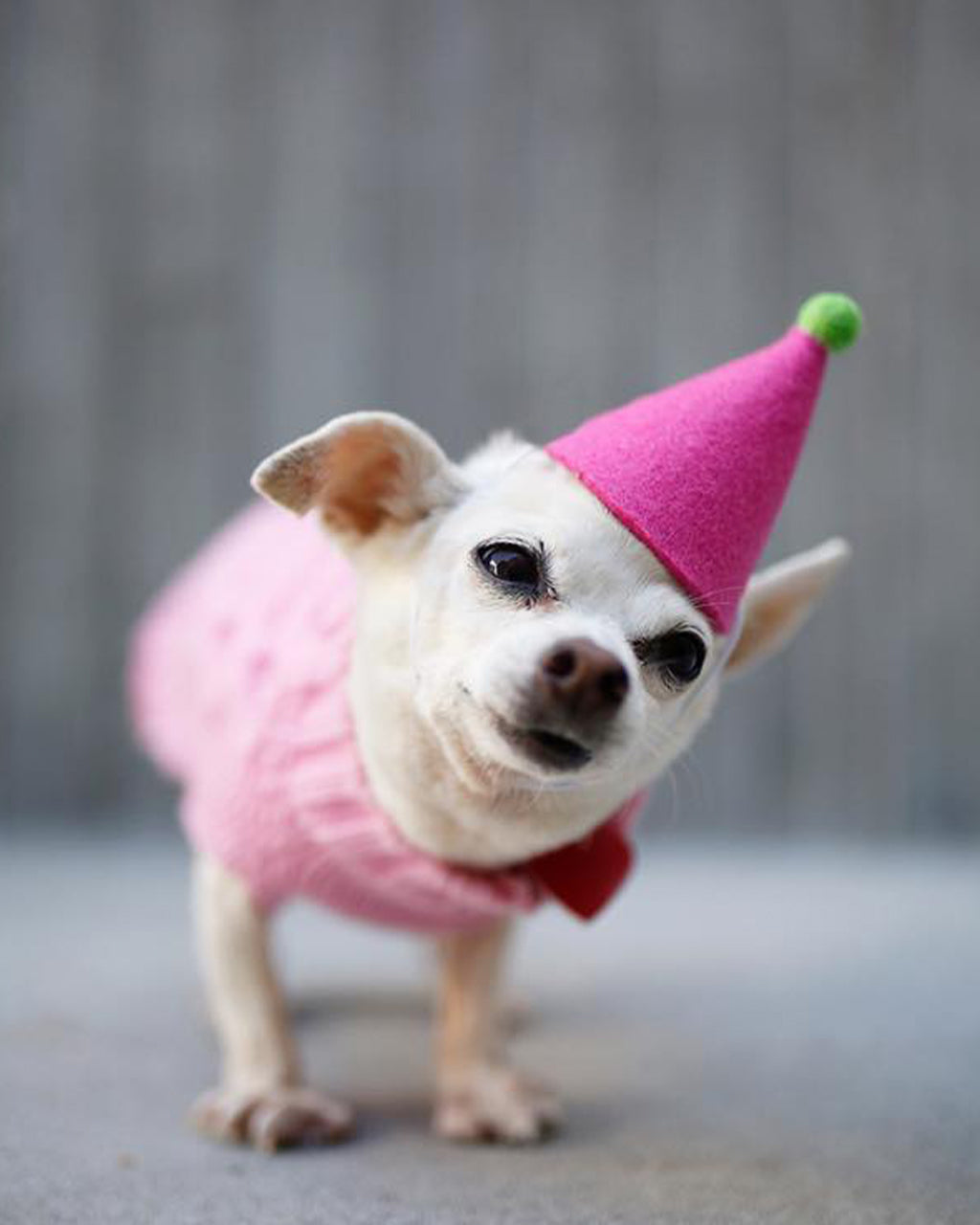 PAWTY HAT | HT Animal Supply