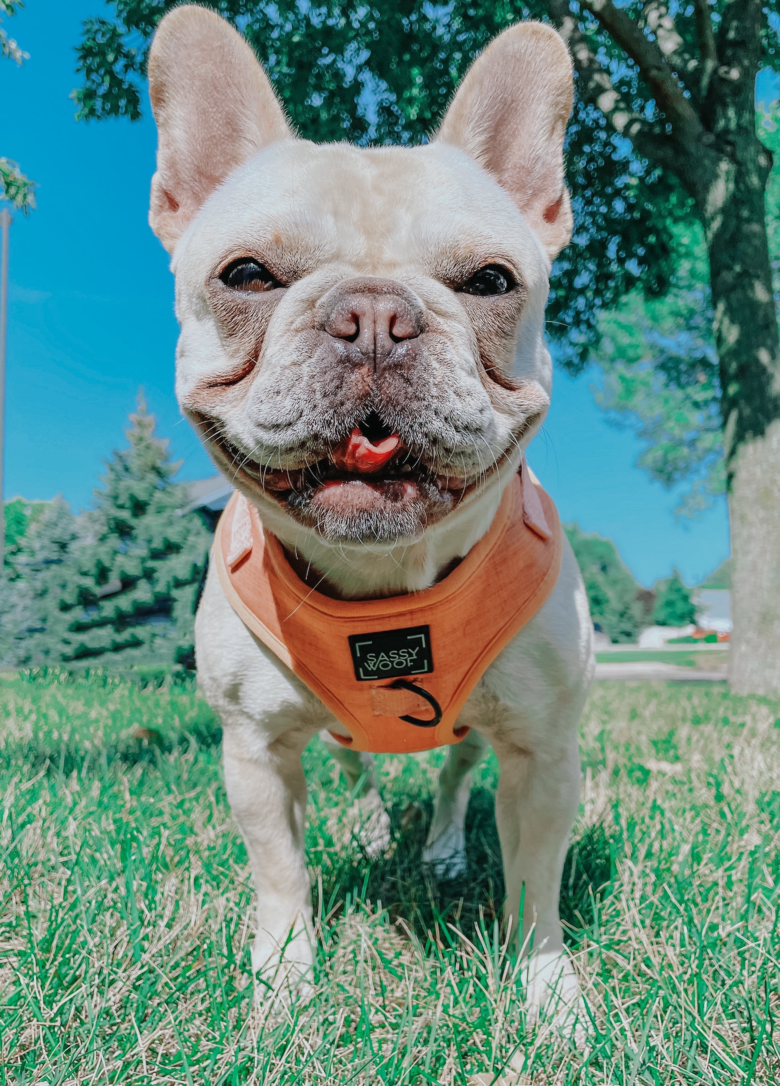 Dog Adjustable Harness - Apple Cider