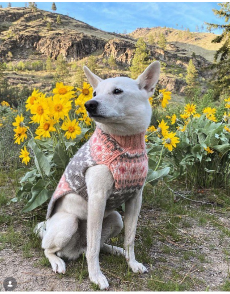 Chilly Dog Peach Fair Isle Knit Wool Dog Sweater