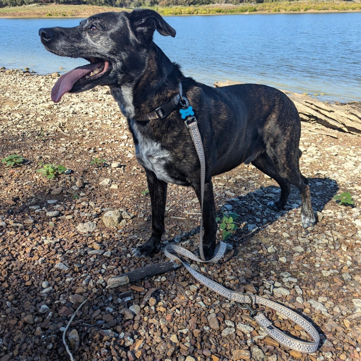 Pendleton Adventure Collar premium pet product