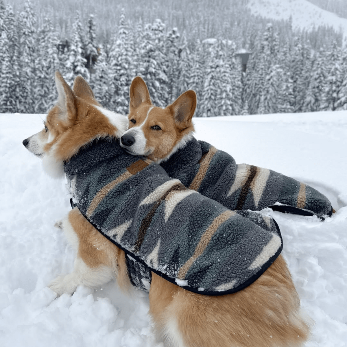 Pendleton Berber Dog Coat | HT Animal Supply