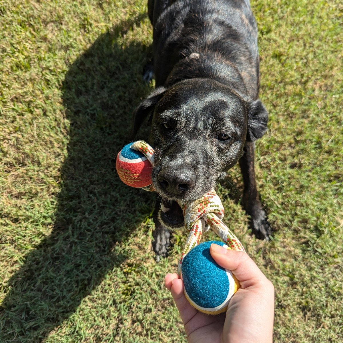 Pendleton Lasso Rope Dog Toy premium pet product