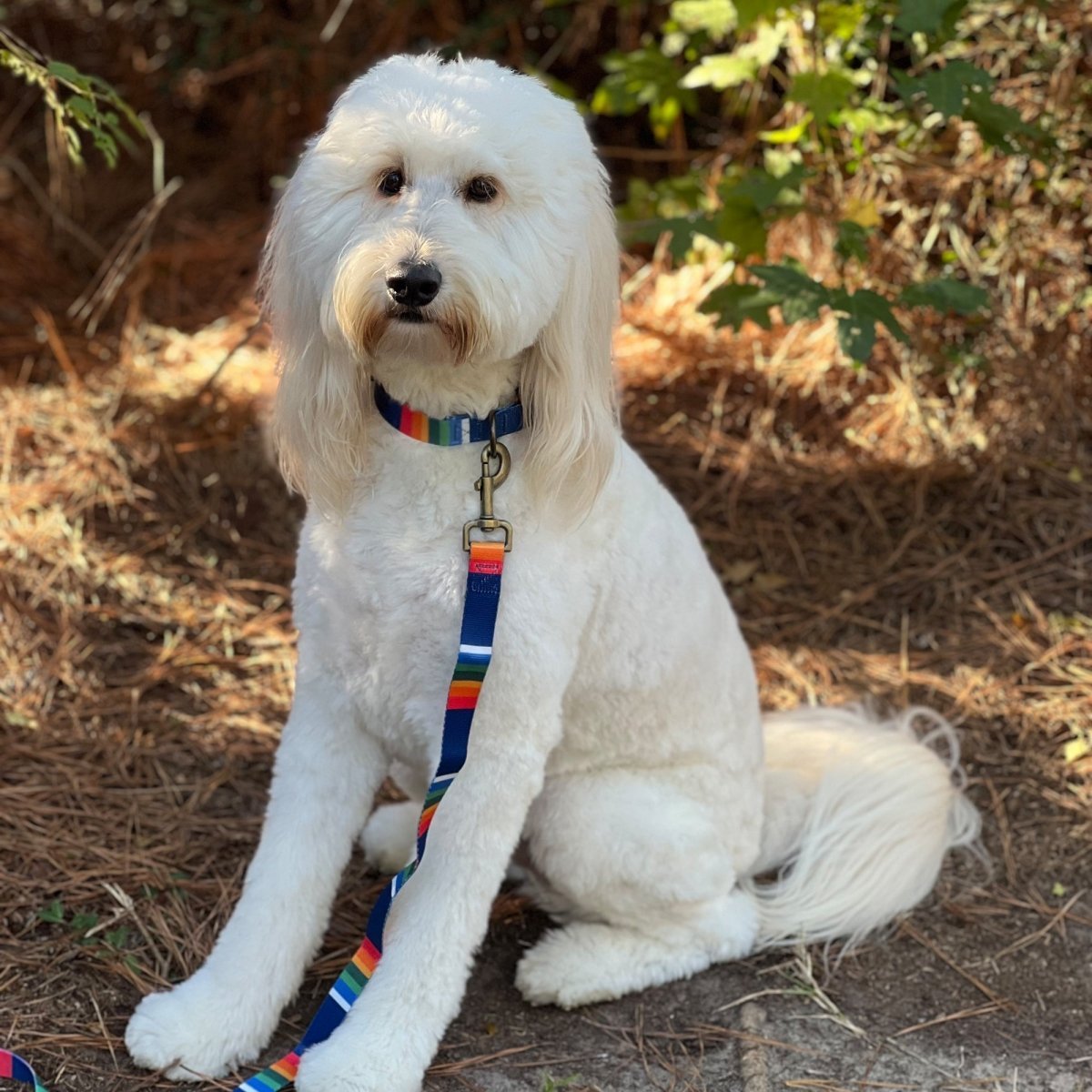 Pendleton National Park Adventure Collar premium pet product