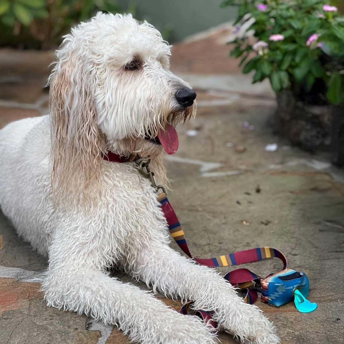 Pendleton National Park Adventure Leash premium pet product