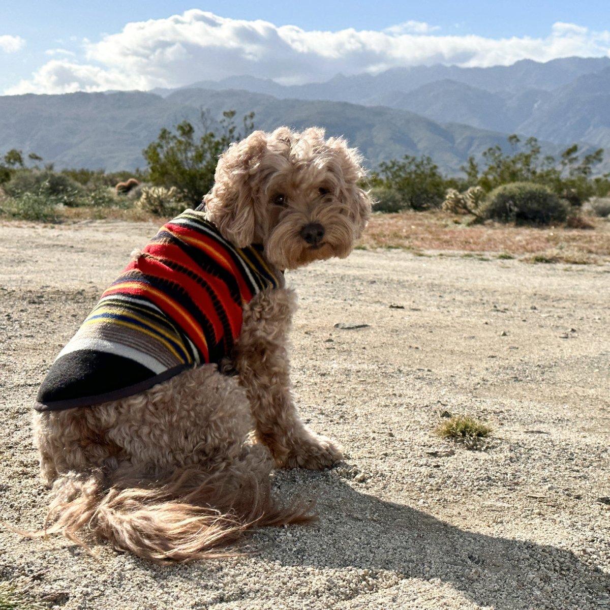 Pendleton National Park Dog Vest premium pet product