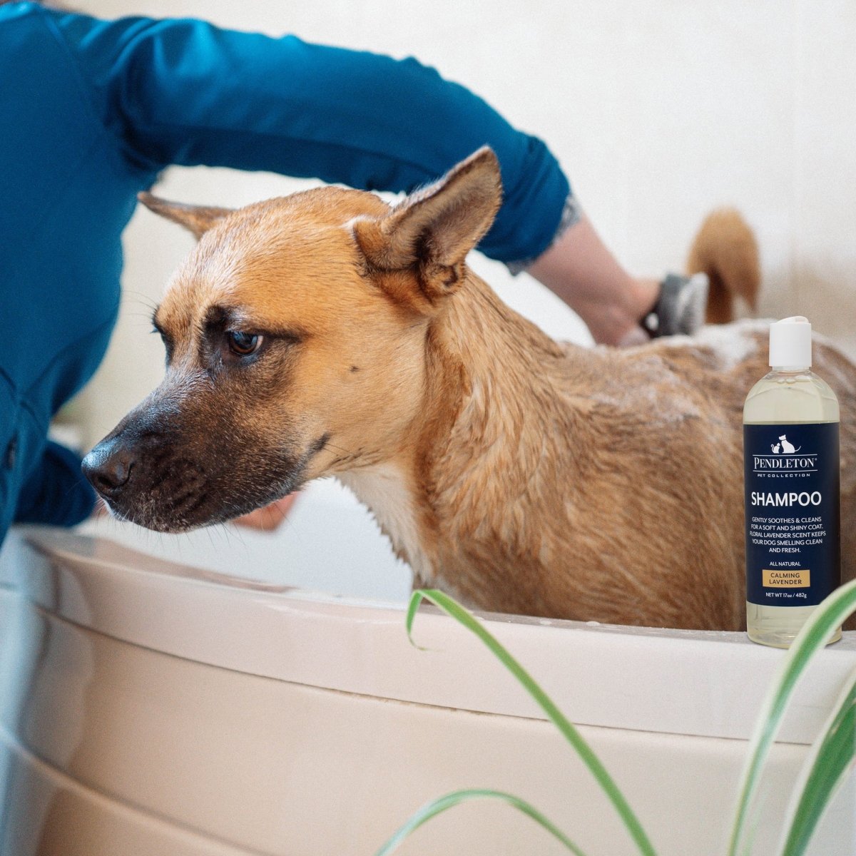 Pendleton Pet Shampoo premium pet product