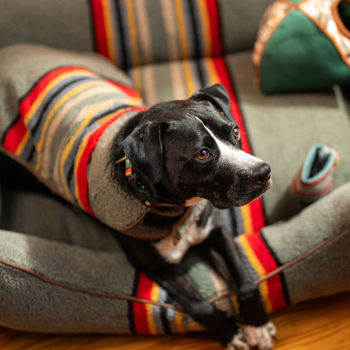 Pendleton Vintage Camp Dog Coat 