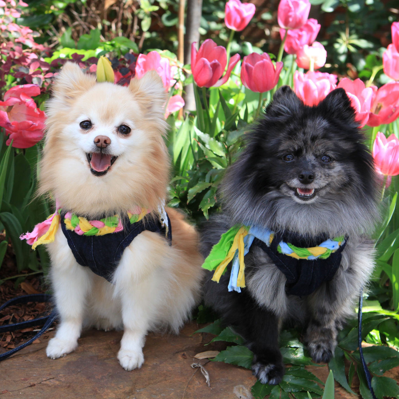 The Hollywood Frayed Collar (Harness Vest Sold Separately)