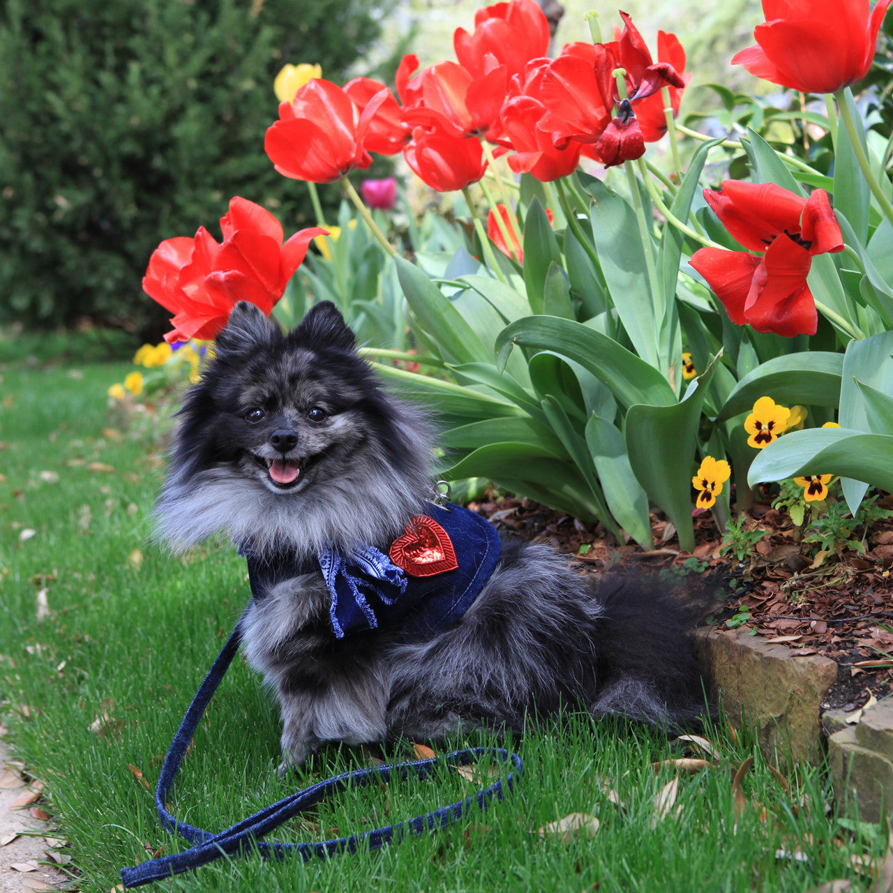 The Hollywood Frayed Collar (Harness Vest Sold Separately)