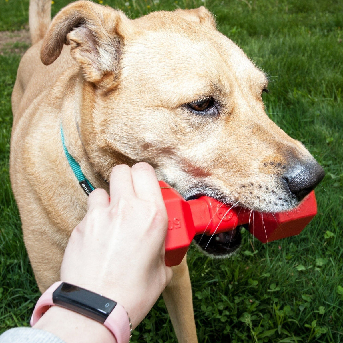 Pet Life Dumbbell Durable Chew and Fetch TPR Waterproof Floating Dog Toy | HT Animal Supply