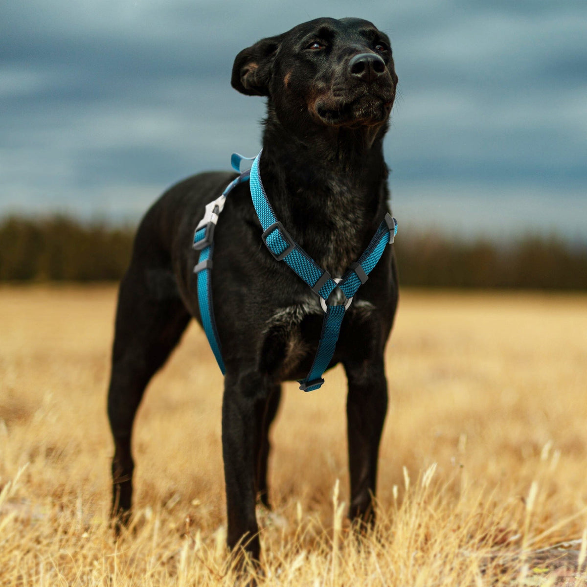 Pet Life Escapade Outdoor Series 2-in-1 Convertible Dog Leash and Harness