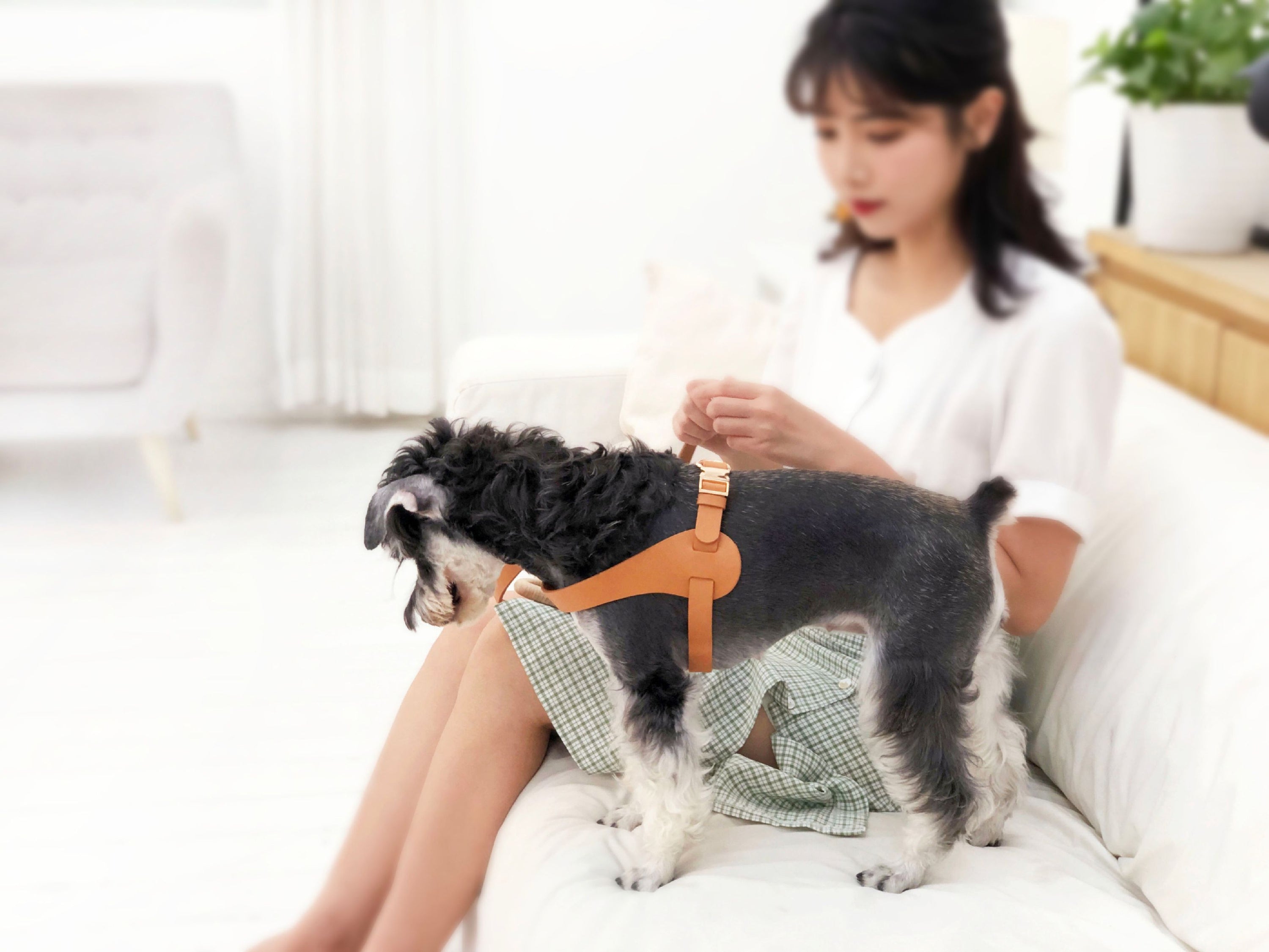 Pet Life Ever-Craft Boutique Series Adjustable Designer Leather Dog Harness