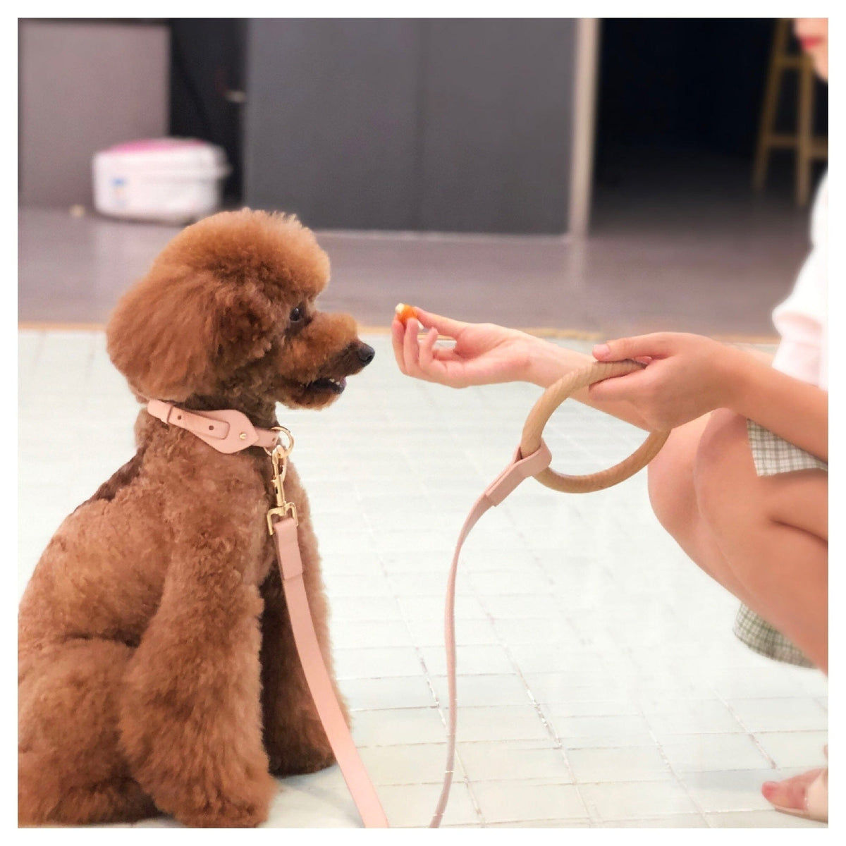 Pet Life Ever-Craft Boutique Series Beechwood and Leather Designer Dog Leash