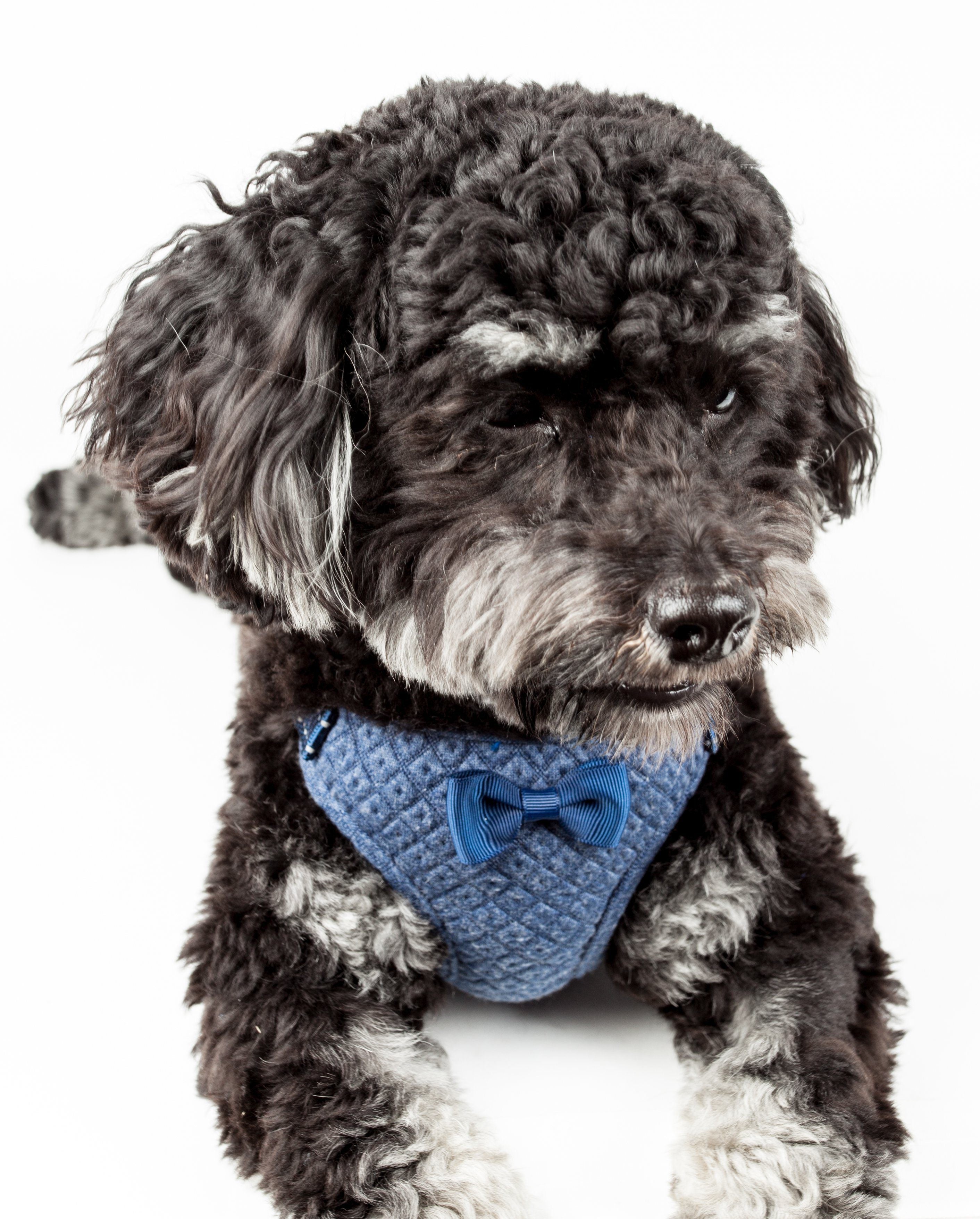 Pet Life ®  Flam-Bowyant Mesh Reversed and Adjustable Dog Harness