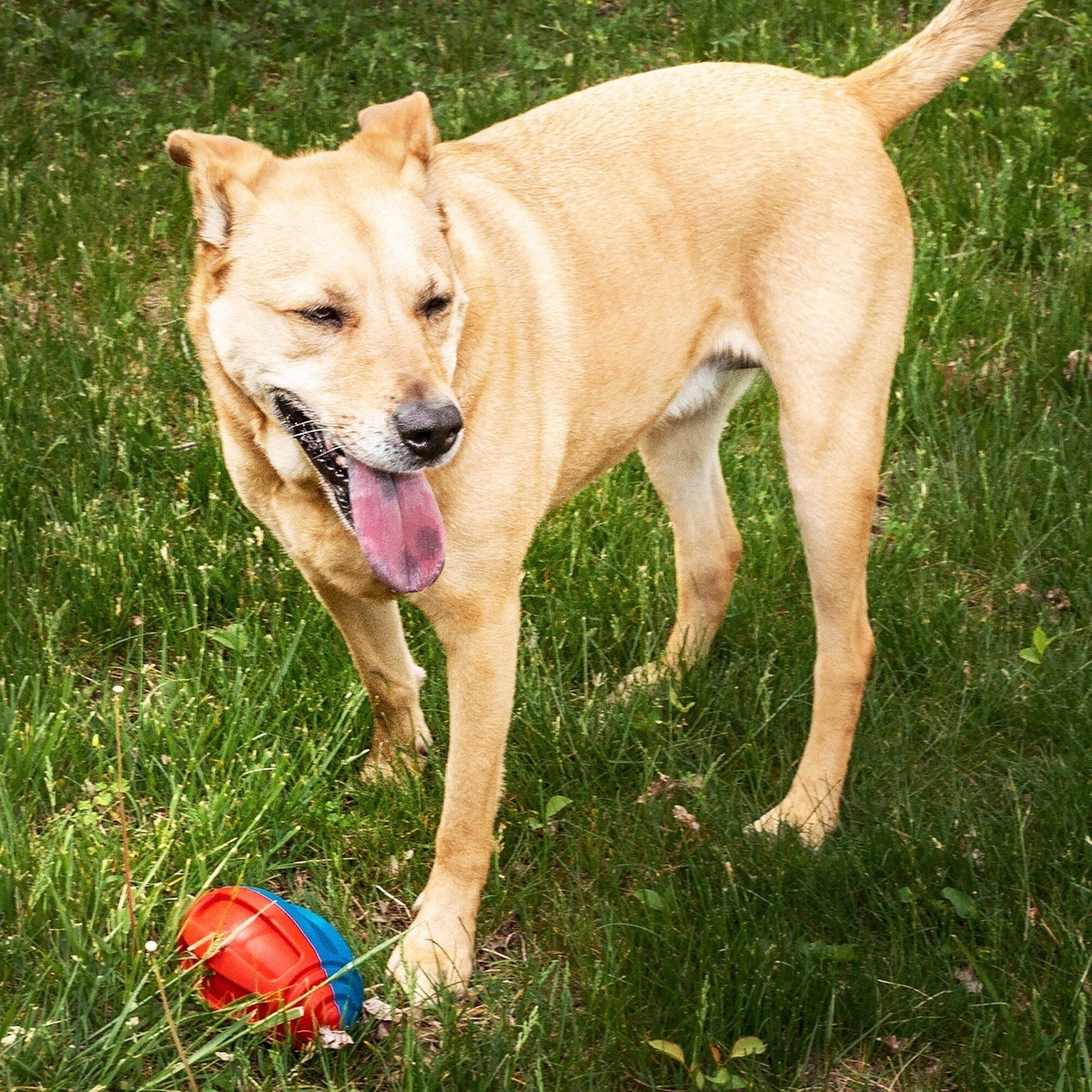 Pet Life Gridiron Football Durable Chew and Fetch TPR Waterproof Floating Dog Toy | HT Animal Supply