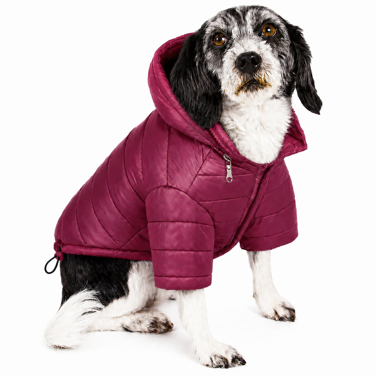 Pet Life Lightweight Adjustable and Collapsible Sporty Avalanche Dog Coat w/ Pop-out Zippered Hood | HT Animal Supply