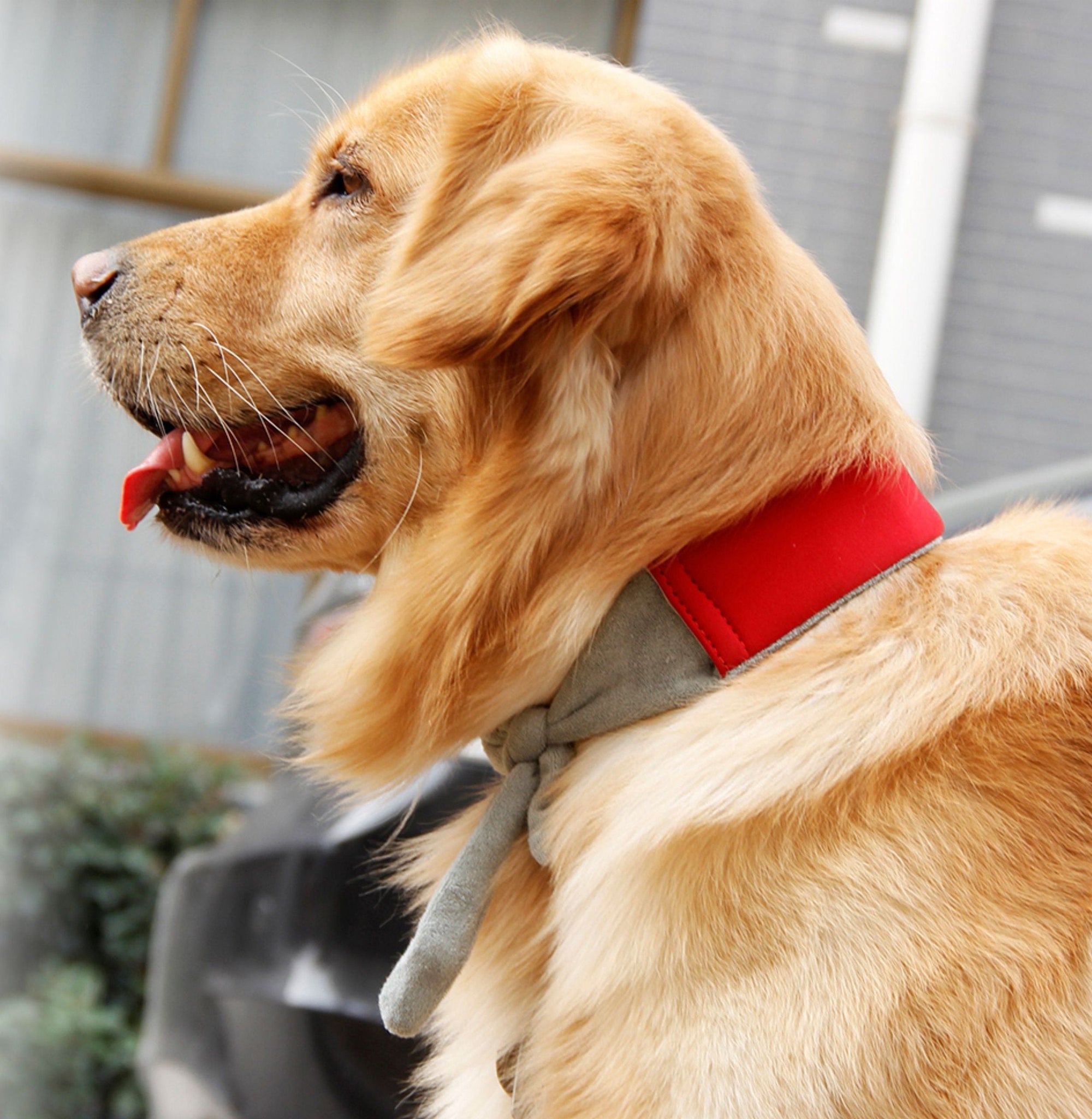 Pet Life Neo-Breeze Insertable and Adjustable Cooling Dog Neck Wrap