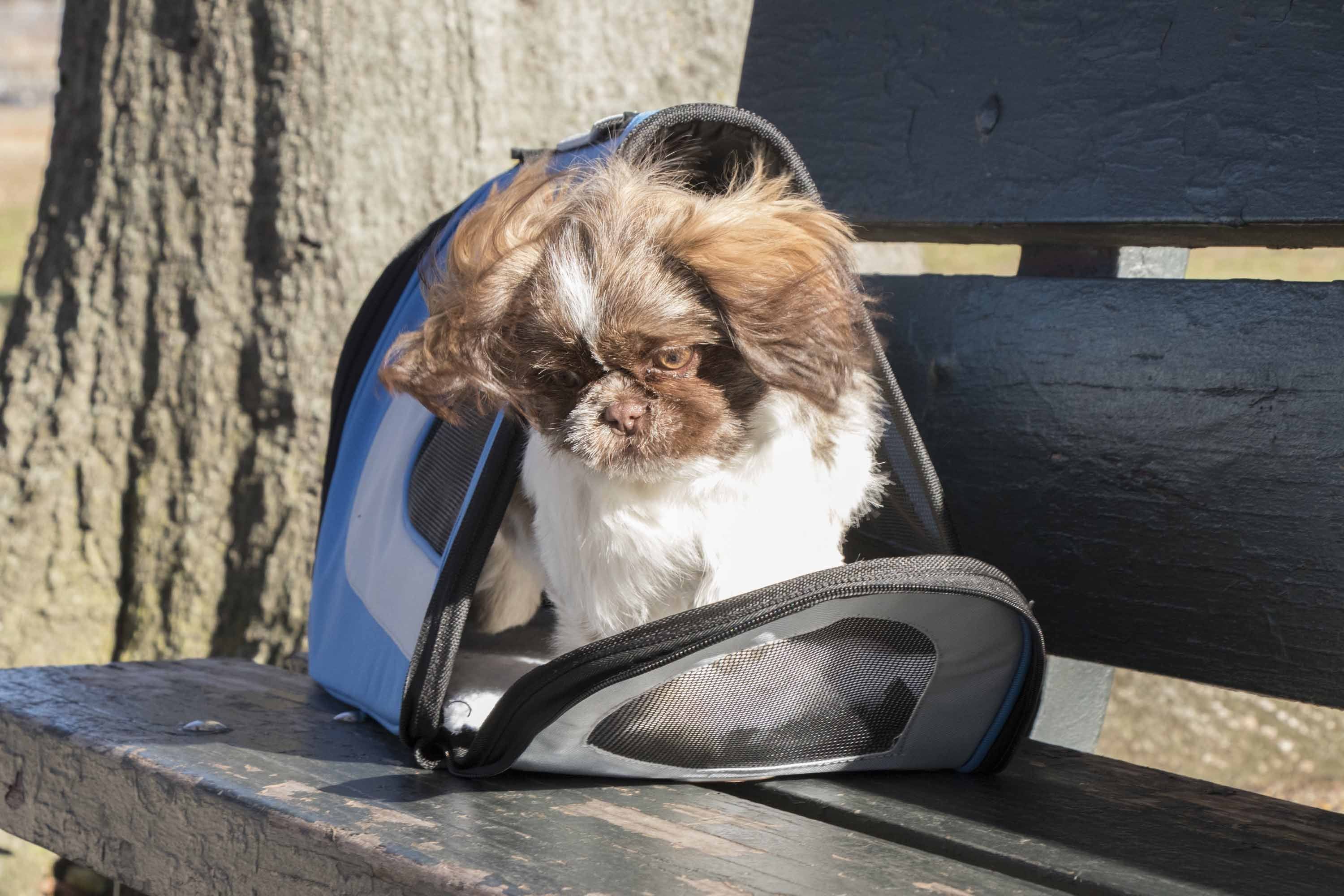 Pet Life Sporty Mesh Airline Approved Zippered Folding Collapsible Travel Pet Dog Carrier