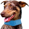 Pet Life ® Summer-Cooling Ice Insertable and Adjustable Cooling Dog Neck Wrap