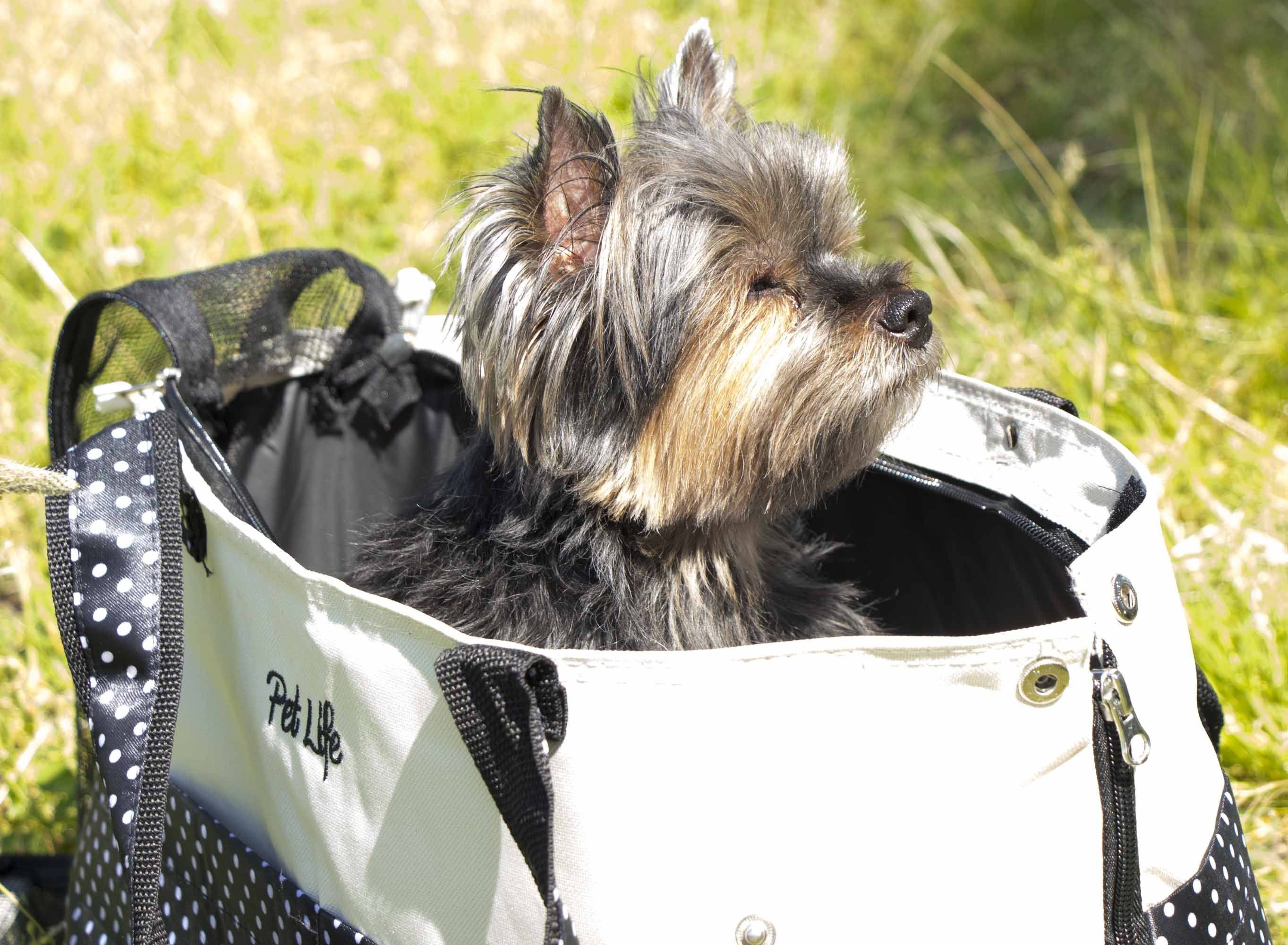 Pet Life Tote n Boater Trendy Spotted Designer Fashion Travel Pet Dog Carrier