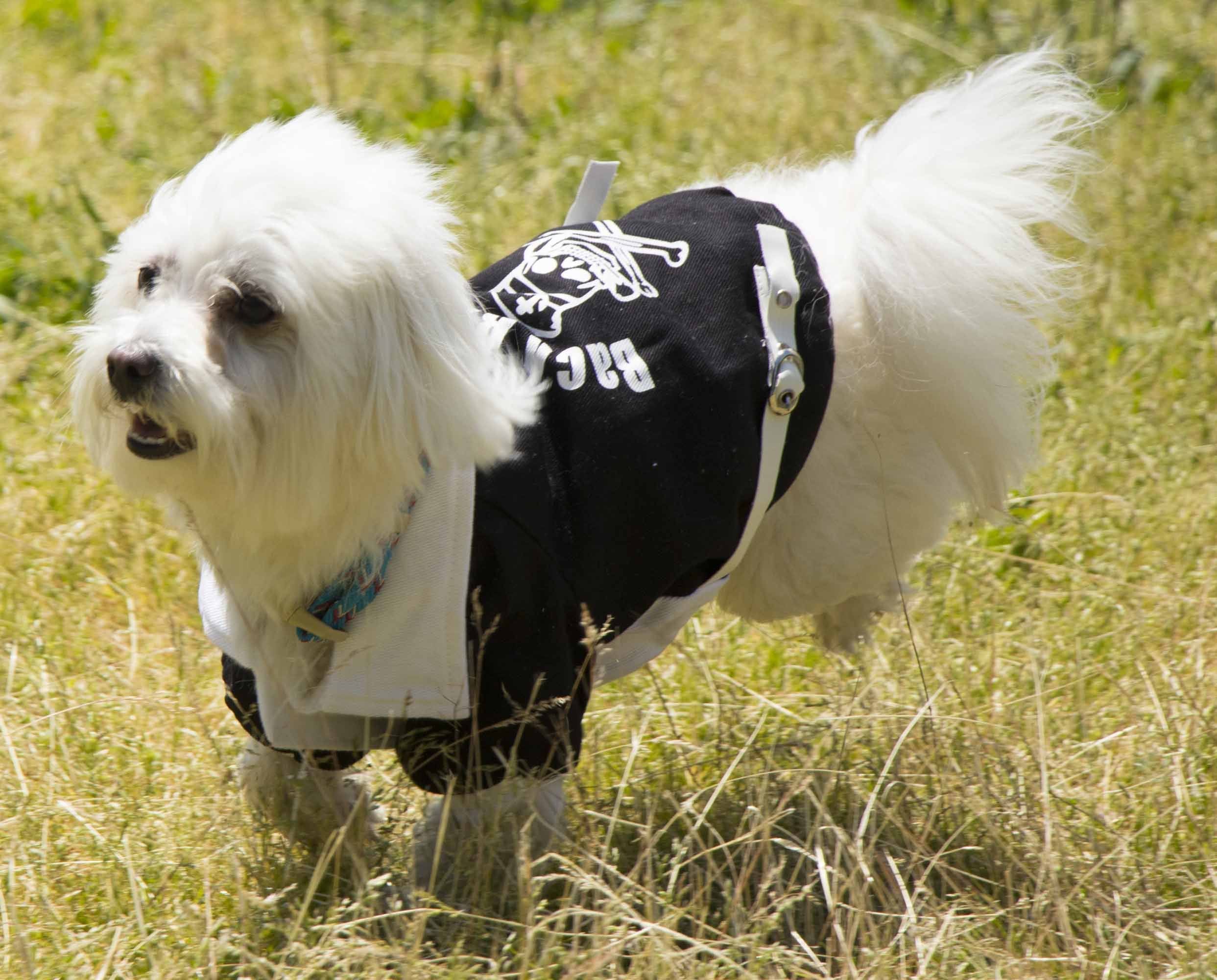 Pet Life Varsity-Barkcity Buckled Collared Dog Coat Jacket