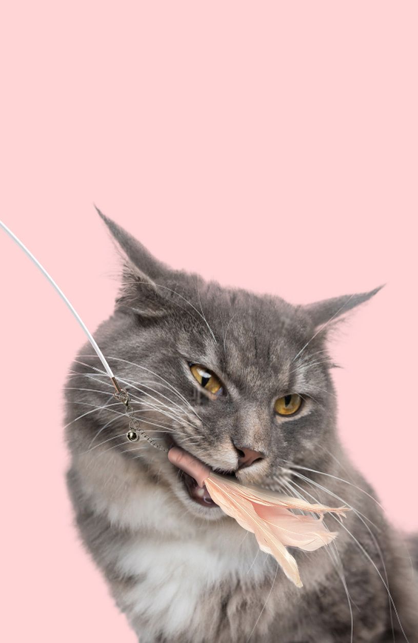 Pet Life Wander-cat Customizeable and Extendable 10-in-1 Attachment Laser Cat Teaser