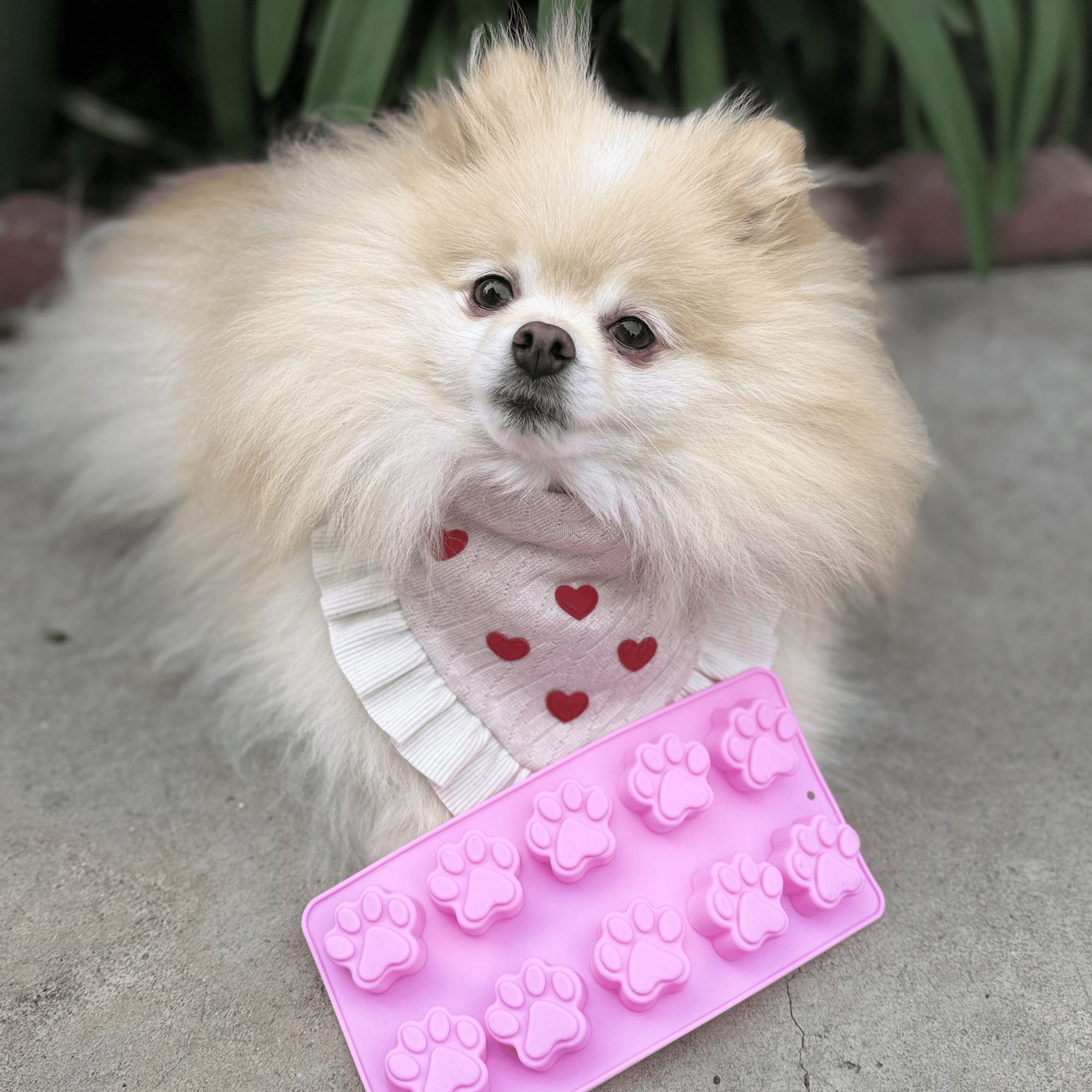 Farm To Pet Pet Treat Molds