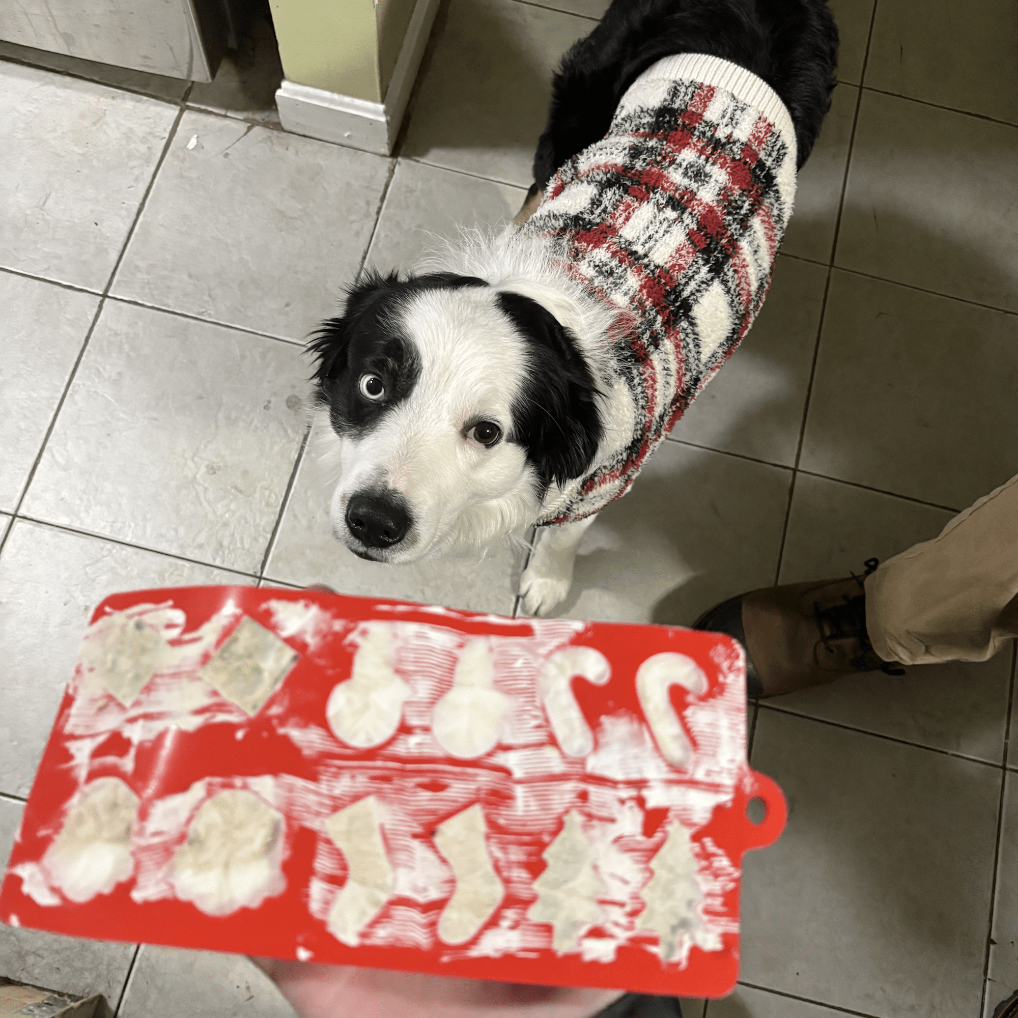 Farm To Pet Pet Treat Molds