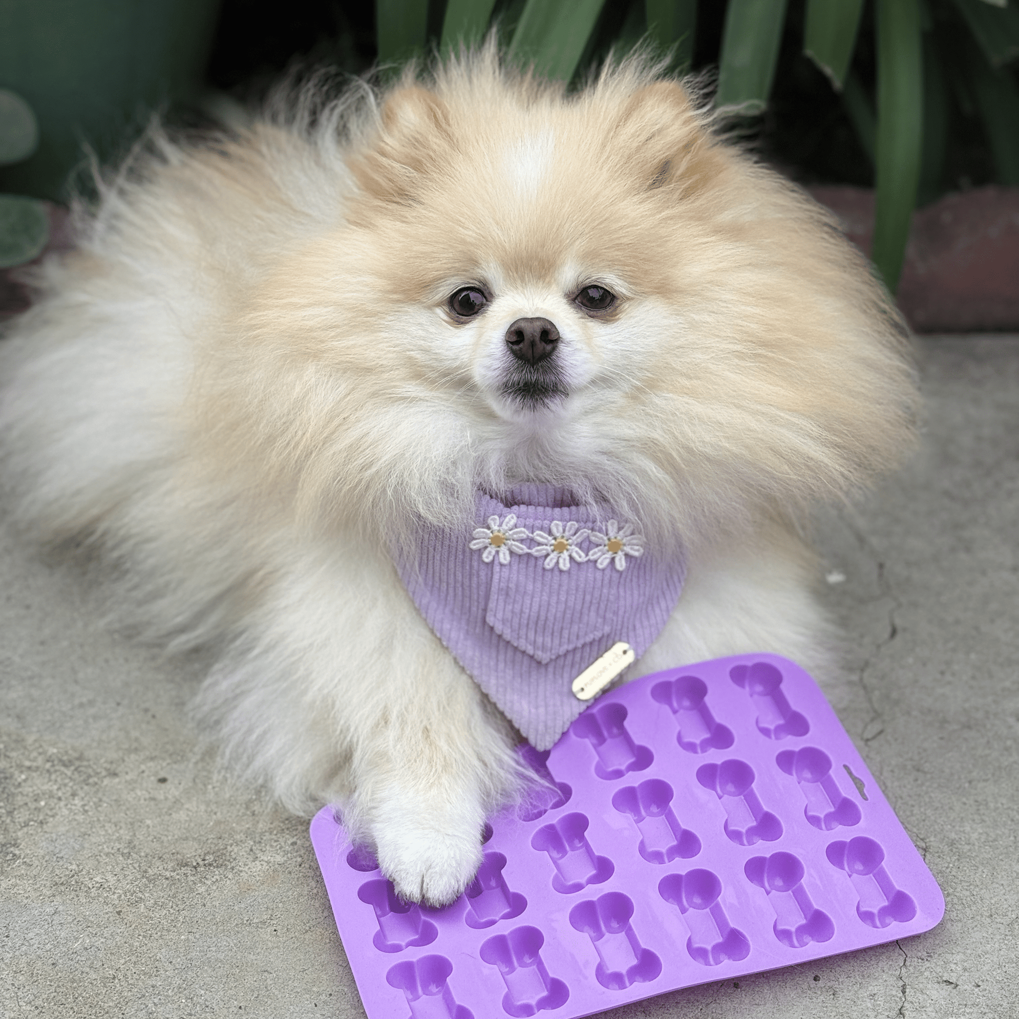 Farm To Pet Pet Treat Molds