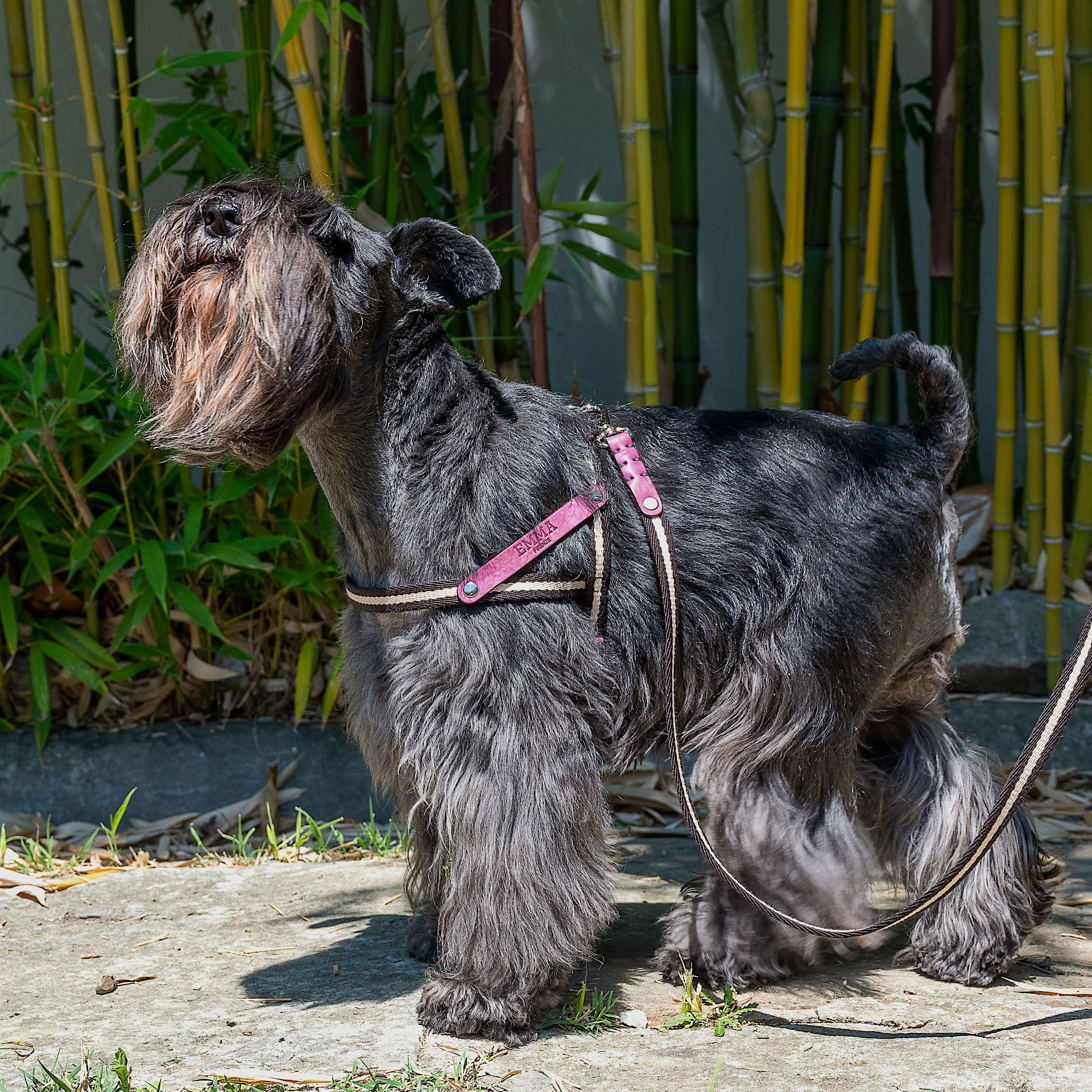 Nubuck Fuchsia-Harness