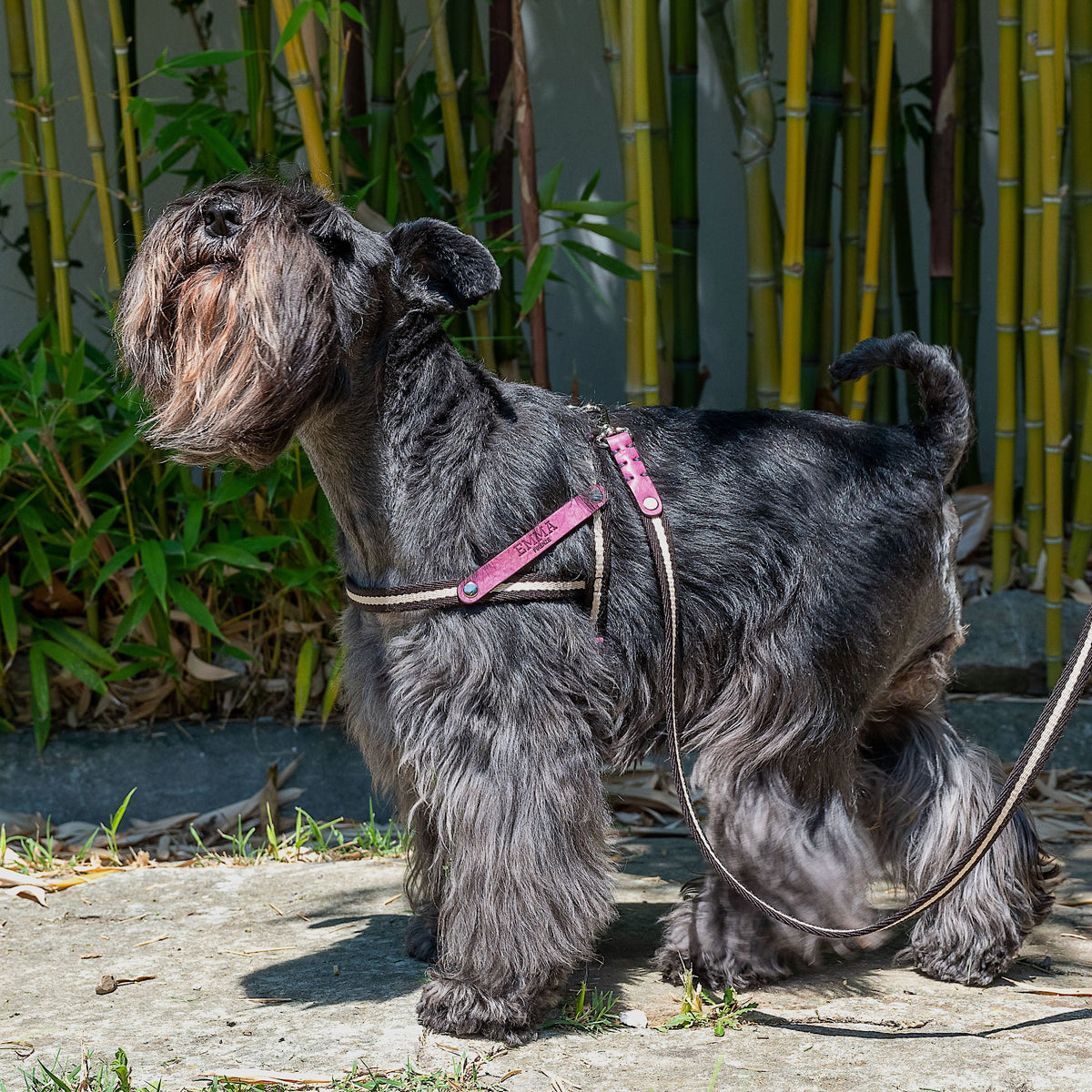 Nubuck Fuchsia-Harness