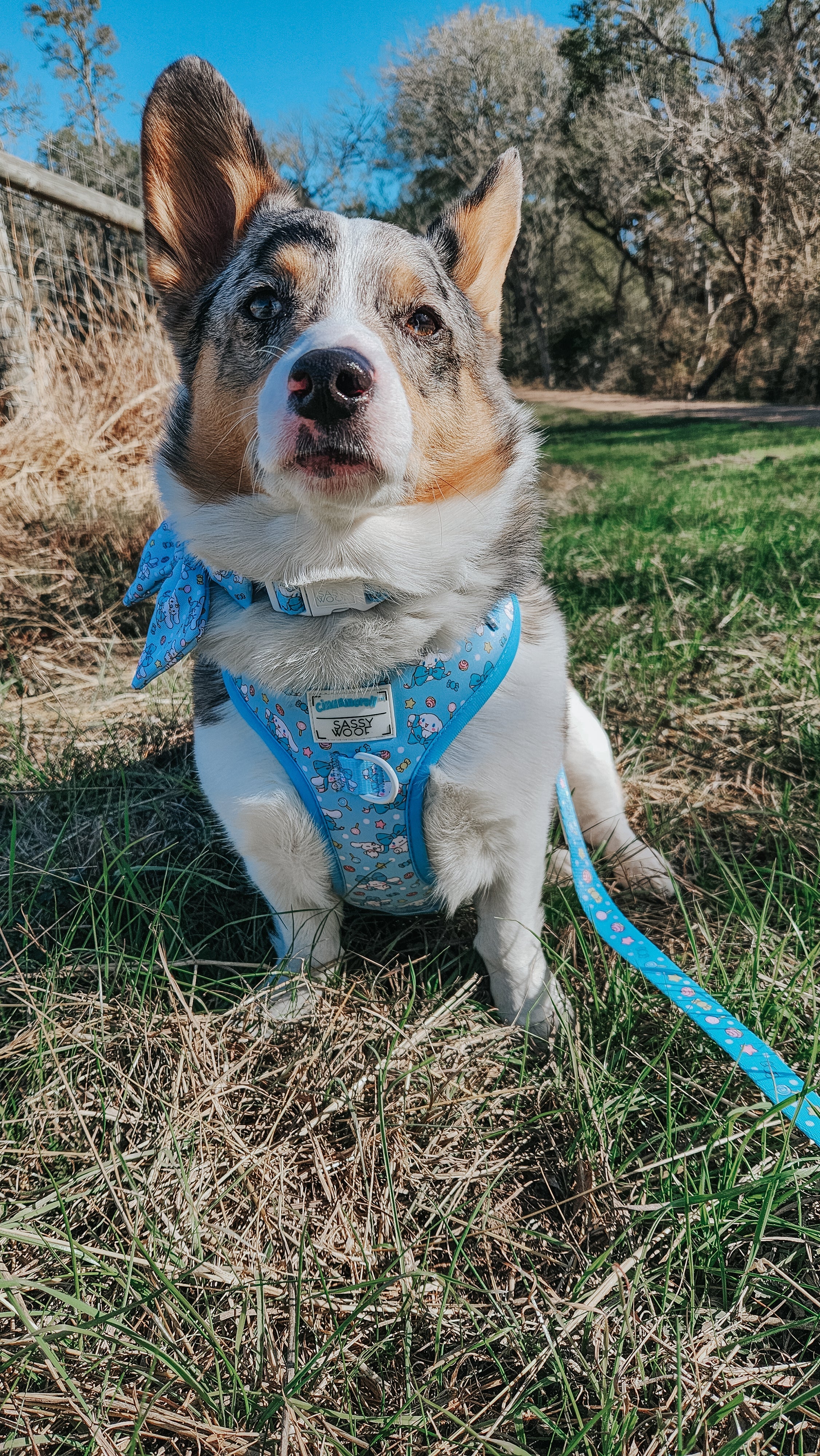 Dog Adjustable Harness - Cinnamoroll™