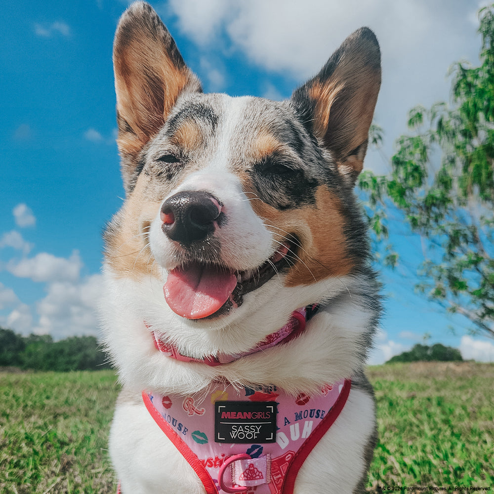 Dog Collar - Mean Girls™