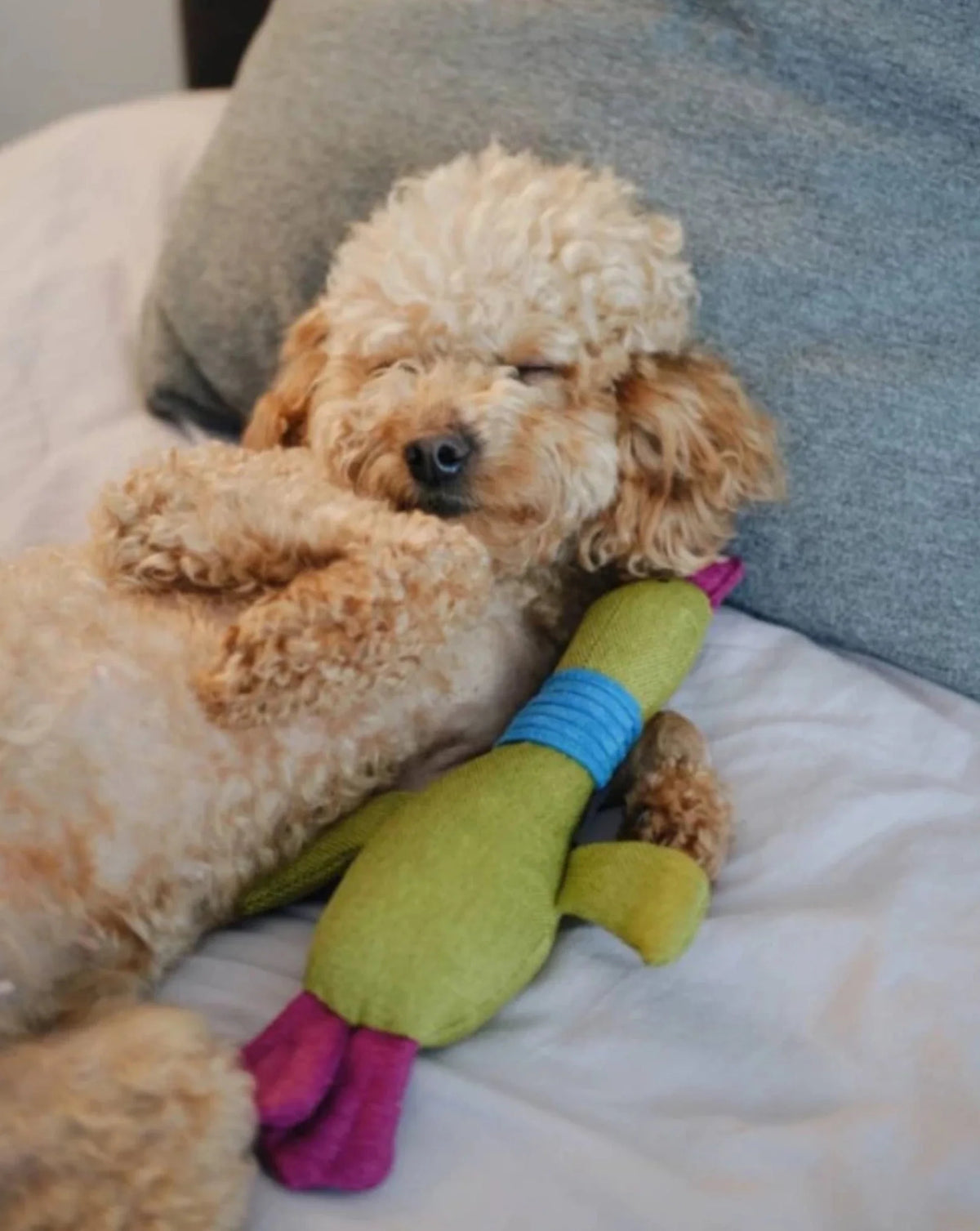 Pet Toy - Duck Jose