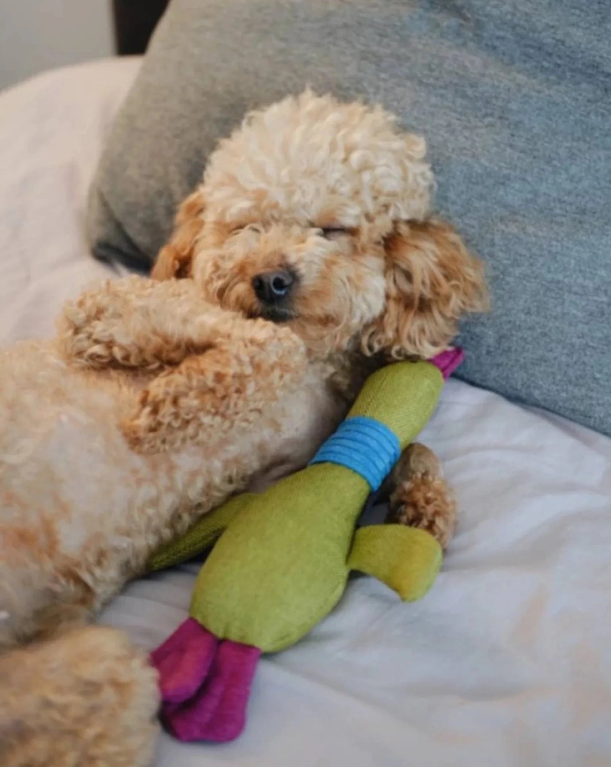 Pet Toy - Duck Jose